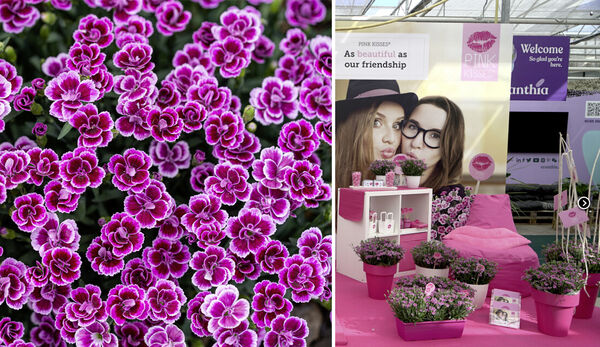 The richly flowering perennial carnation Pink Kisses and the presentation at Flower Trials. ©SelectaOne