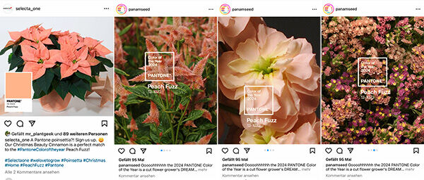 Examples of posts on Instagram immediately after the colour of the year was published