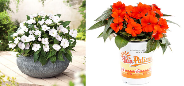 Assortment example SunPatiens® / plants in brand pot USA · Pictures ©Sakata