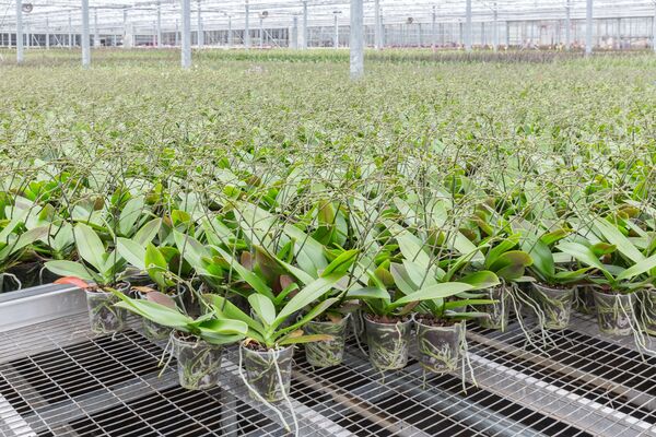 Orchids have a long production time 