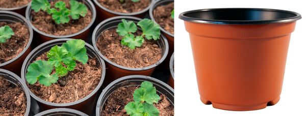 Young plants represent approx. 15 % of the total costs of production.
Whether injection moulded or deep-drawn pots - the prices for plastic pots have increased between 15 % and 30 % in 2021.